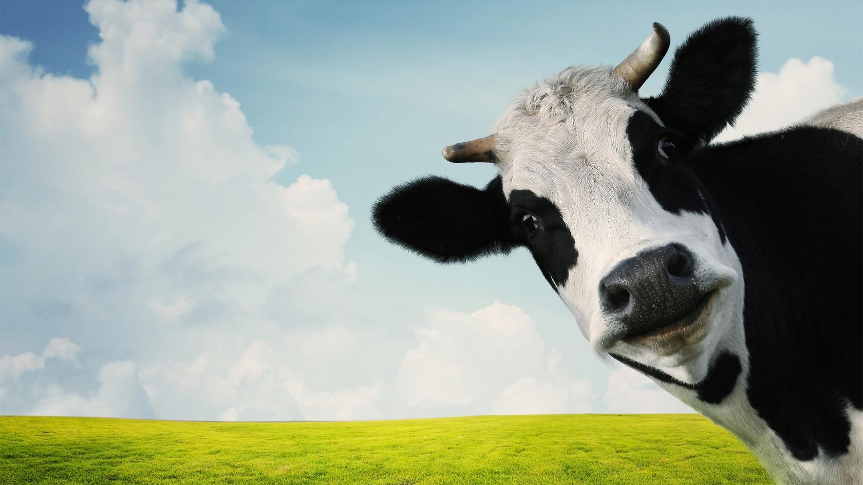 Beautiful Cow | Organic formula Hub