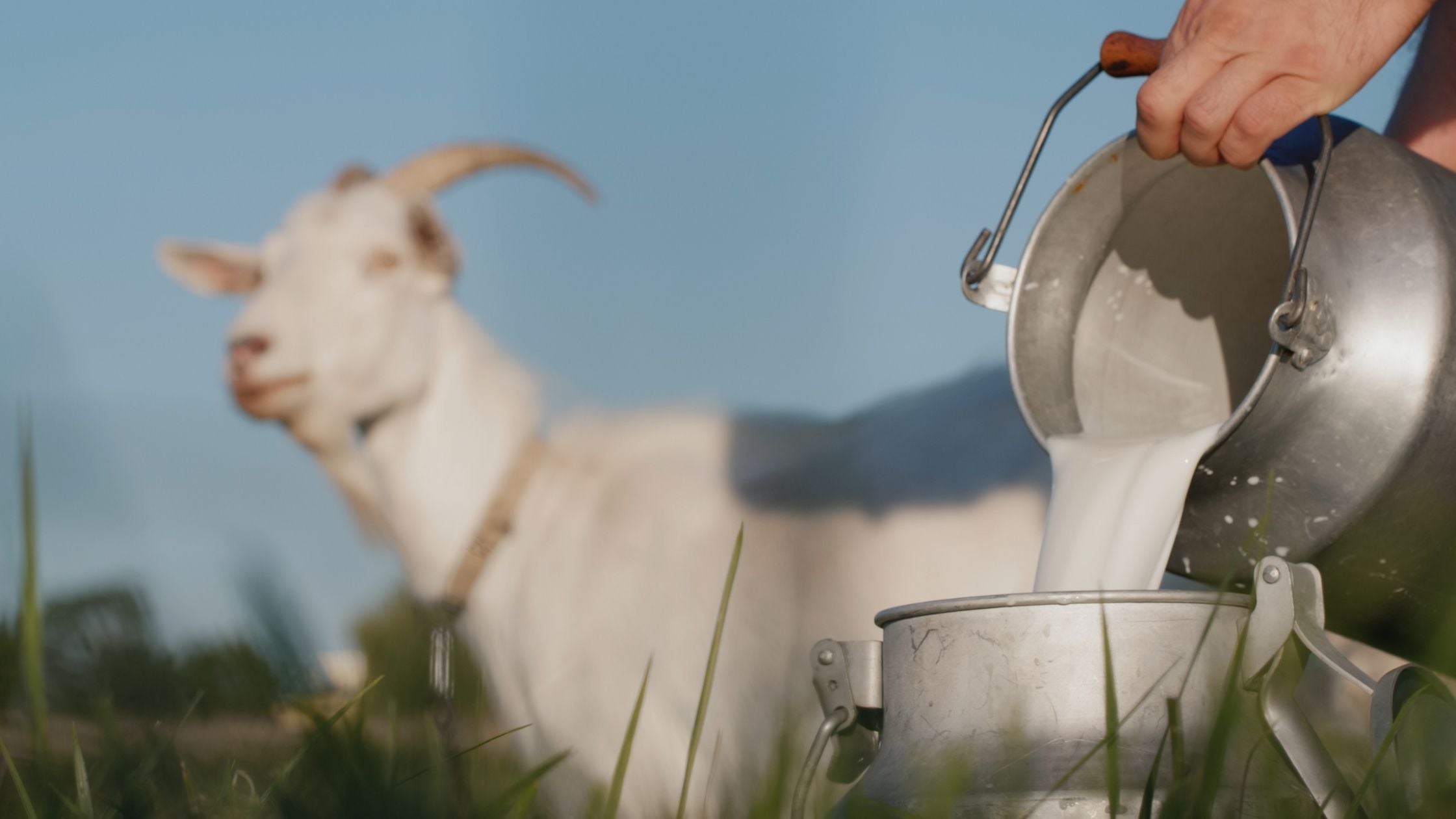 Farmer pours goat's milk into can, goat grazes in the background | Organic Formula Hub